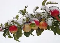 Сорти сливи для чорносливу, квітникар-консалтинг (сорти чорносливу) Сорти сливи для чорносливу, квітникар-консалтинг