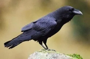 Сонник ворона чорна до чого сниться ворона чорна бачити уві сні