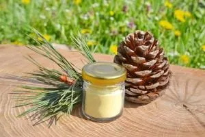 Соснова пилок застосування в народній медицині, рецепти, як приймати (сосновий пилок користь) Соснова пилок застосування в народній медицині, рецепти, як приймати