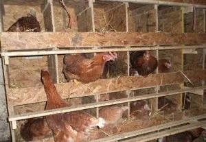 Складаємо бізнес план по розведенню курей несучок (розведення) Складаємо бізнес план по розведенню курей несучок