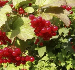 Сік калини корисні властивості, рецепти приготування (корисні) Сік калини корисні властивості, рецепти приготування