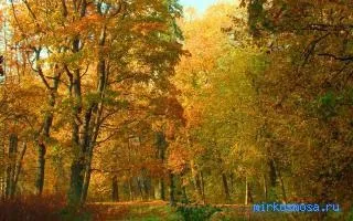 Сонник осінь, тлумачення сну осінь, до чого сниться і що означає сон, в якому наснилося осінь (тлумачення) Сонник осінь, тлумачення сну осінь, до чого сниться і що означає сон, в якому наснилося осінь