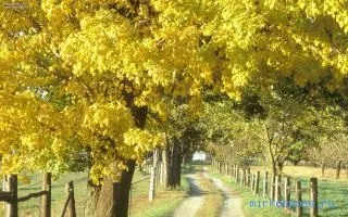 Сонник осінь, тлумачення сну осінь, до чого сниться і що означає сон, в якому наснилося осінь (осінь) Сонник осінь, тлумачення сну осінь, до чого сниться і що означає сон, в якому наснилося осінь