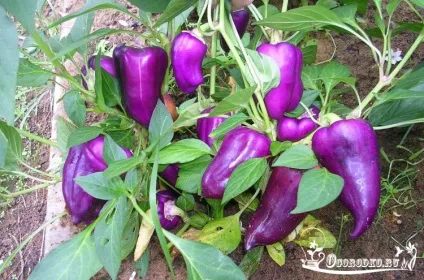 Сорти перцю солодкого - як вибрати, опис з фото (фото сорт перцю) Сорти перцю солодкого - як вибрати, опис з фото