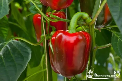 Сорти перцю солодкого - як вибрати, опис з фото (сорти) Сорти перцю солодкого - як вибрати, опис з фото