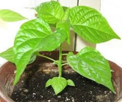 Сорти чорних перців з описом і фото (сорти чорних перців) Сорти чорних перців з описом і фото