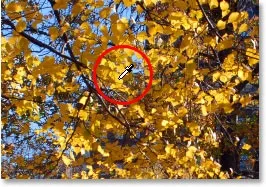 Створення наборів зразків кольору в photoshop (наборів) Створення наборів зразків кольору в photoshop