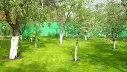 Сумісність дерев на дачній ділянці особливості