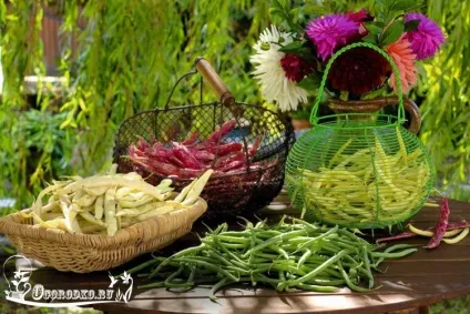 Спаржева квасоля, вирощування з насіння, кращі сорти (кращі) Спаржева квасоля, вирощування з насіння, кращі сорти