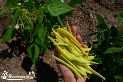 Спаржева квасоля, вирощування з насіння, кращі сорти (сорти) Спаржева квасоля, вирощування з насіння, кращі сорти