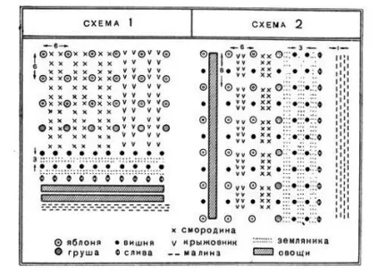 Сумісність дерев на дачній ділянці особливості