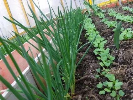 Сумісність овочевих культур при посадці в теплиці полікарбонат суміщений, таблиця вирощування, (культур) Сумісність овочевих культур при посадці в теплиці полікарбонат суміщений, таблиця вирощування,