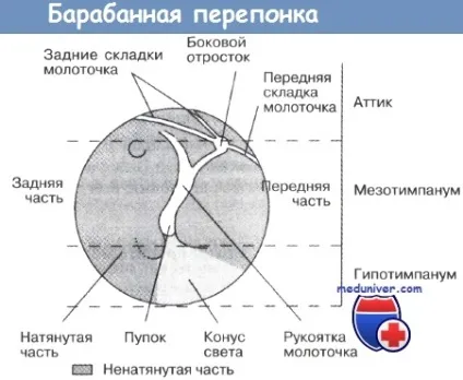 Поради з огляду барабанної перетинки