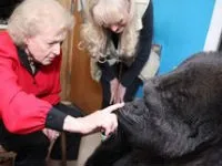 Чи здатні людиноподібні мавпи говорити, все розумниці (коко горила) Чи здатні людиноподібні мавпи говорити, все розумниці