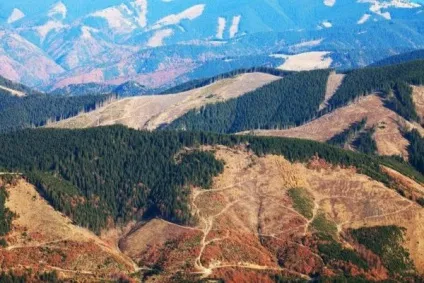 Статистика вирубки лісів дані по різних країнах