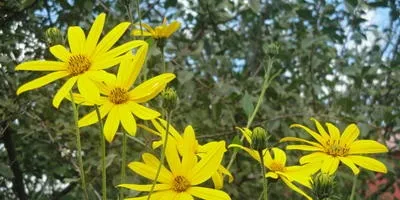 Чи варто вирощувати топінамбур в своєму городі (своєму) Чи варто вирощувати топінамбур в своєму городі