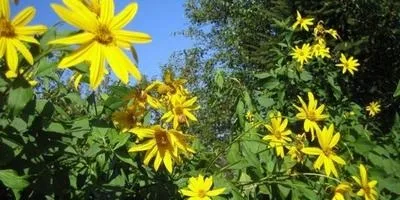 Чи варто вирощувати топінамбур в своєму городі (води склянку цукру) Чи варто вирощувати топінамбур в своєму городі