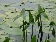 Стрілиця звичайний (болотник) - опис водного рослини з фото (стрілолист звичайний) Стрілиця звичайний (болотник) - опис водного рослини з фото