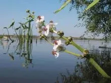 Стрілиця звичайний (болотник) - опис водного рослини з фото (стрілолист звичайний) Стрілиця звичайний (болотник) - опис водного рослини з фото