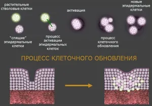 Стовбурові клітини - феномен науки і природи - блог юлии матвієнко (стовбурових клітин Стовбурові клітини) Стовбурові клітини - феномен науки і природи - блог юлии матвієнко