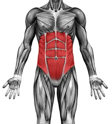 Будуємо тіло з науки »абдомінальні м'язи (м'язи) Будуємо тіло з науки »абдомінальні м'язи