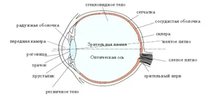 Будова очі - студопедія