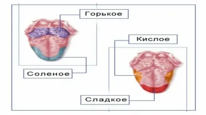 Будова мови людини фото, в картинках і схема (людини) Будова мови людини фото, в картинках і схема