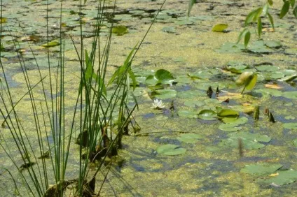 Стрілиця звичайний використання в кулінарії і медицині (медицині) Стрілиця звичайний використання в кулінарії і медицині