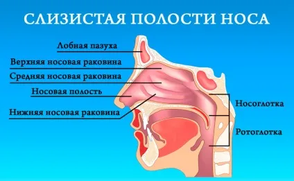 Сухість в носоглотці - причини і лікування пересихання (причини) Сухість в носоглотці - причини і лікування пересихання
