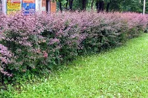 Тамарікс правила посадки і секрети догляду для забезпечення рясного цвітіння, барвисті фото (тамарикс) Тамарікс правила посадки і секрети догляду для забезпечення рясного цвітіння, барвисті фото