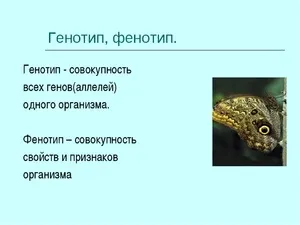 Зв'язок між фенотипом і генотипом людини їх подібності та відмінності