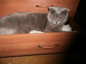 Свинячий рулет рецепт