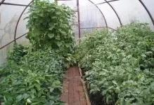 Теплиця на даху будинку з вікон на гаражі, на приватній будівлі, фото як зробити на сараї і на бані, (даху) Теплиця на даху будинку з вікон на гаражі, на приватній будівлі, фото як зробити на сараї і на бані,