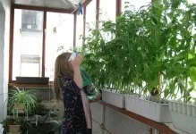 Теплиця на даху гараж і приватний будинок, вікна та відео, багатоповерхові будівлі, фото лазні та сараю, як (будівлі) Теплиця на даху гараж і приватний будинок, вікна та відео, багатоповерхові будівлі, фото лазні та сараю, як
