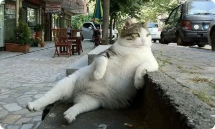 Товсті коти 1