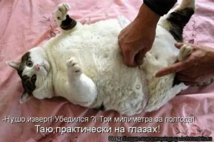 товсті коти