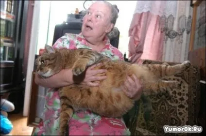 Товсті коти 1