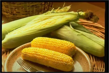 Технологія вирощування кукурудзи на зерно