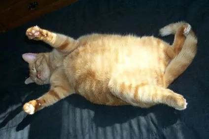 Товсті коти 1