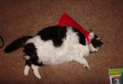 Товсті коти 1