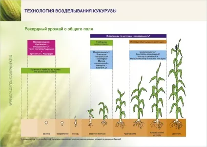 Технологія вирощування кукурудзи на зерно