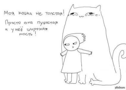 товсті коти