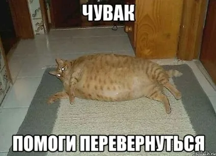товсті коти