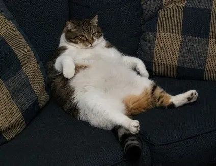 Товсті коти 1