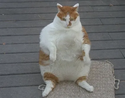 Товсті коти 1