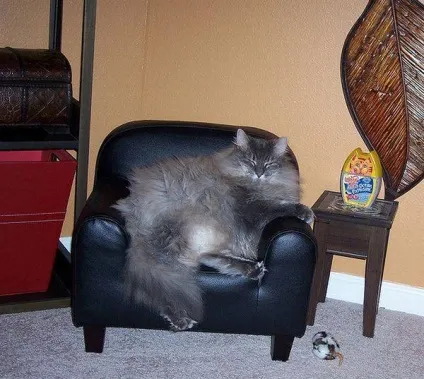 Товсті коти 1