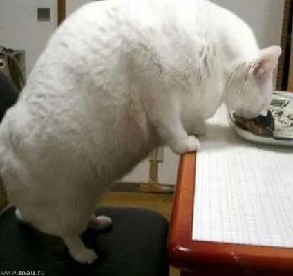 Товсті коти 1