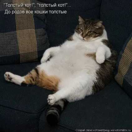 товсті коти