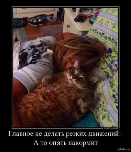 товсті коти