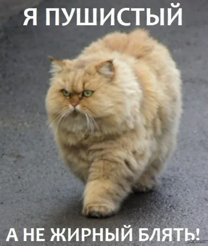 товсті коти